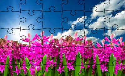 Jigsaw Puzzle - Flowers