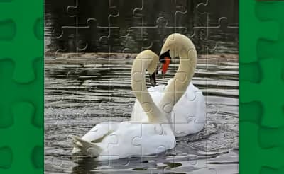 Graceful Swans Puzzle