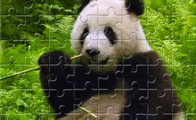 Pandas Puzzle
