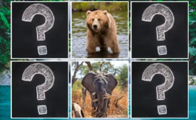 Memory Match Jungle Animals